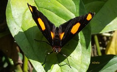 Catonephele numilia neogermanica