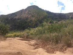 Diadasia bituberculata