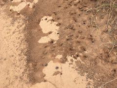 Diadasia bituberculata