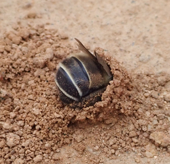 Diadasia bituberculata