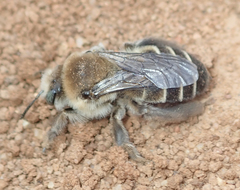 Diadasia bituberculata