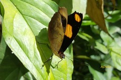 Catonephele numilia neogermanica