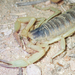 Giant Hairy Scorpions - Photo (c) Keir Morse, some rights reserved (CC BY-NC-ND), uploaded by Keir Morse