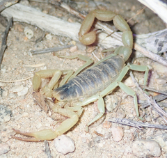 Hadrurus obscurus