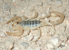 Paruroctonus becki