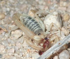 Paruroctonus becki