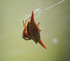 Gasteracantha versicolor