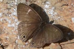 Cissia