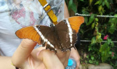 Siproeta epaphus
