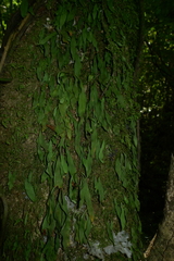 Loxogramme dictyopteris