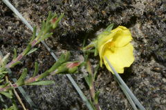 Fumana procumbens