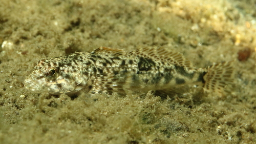 Anadyr sculpin (Cottus cognatus) — Cottidae