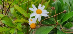 Argyranthemum pinnatifidum image