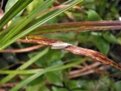 Bactra noteraula