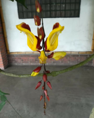 Thunbergia mysorensis