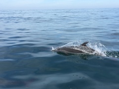 Delphininae