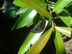 Zera hyacinthinus image