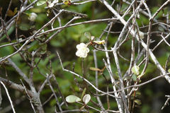 Neomyrtus pedunculata