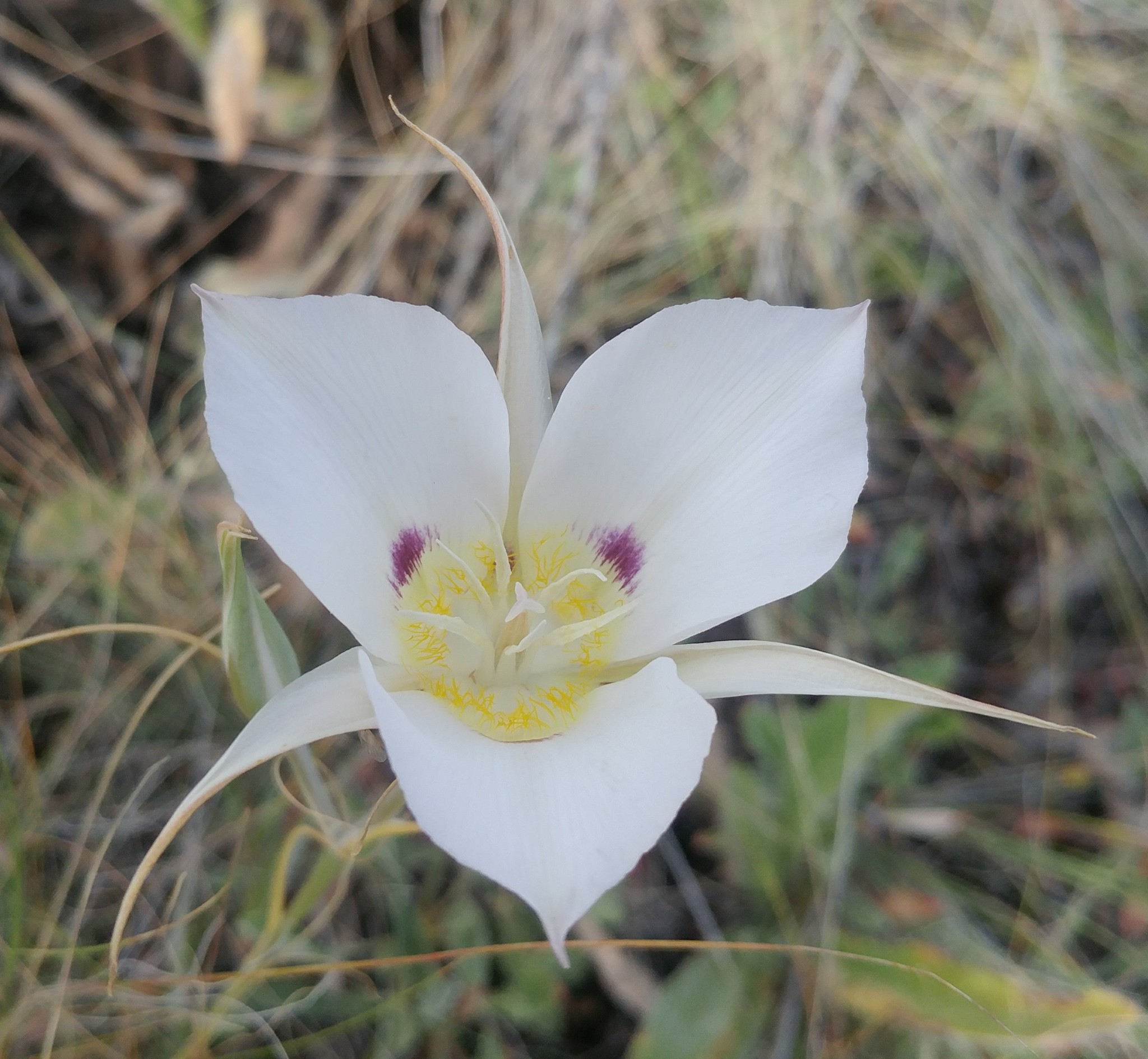 Calochortus macrocarpus var. maculosus