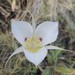 Sagebrush Mariposa Lily - Photo (c) Walter Fertig, some rights reserved (CC BY-NC), uploaded by Walter Fertig