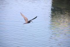 Anous stolidus galapagensis