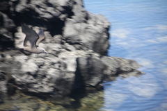 Anous stolidus galapagensis
