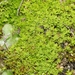 Lesser Screw-Moss - Photo (c) James Bailey, some rights reserved (CC BY-NC), uploaded by James Bailey