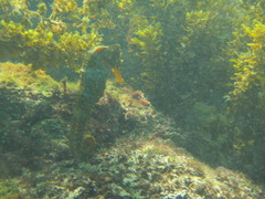 Hippocampus ingens