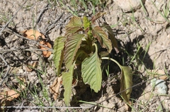 Amaranthus retroflexus retroflexus