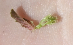 Amaranthus retroflexus retroflexus