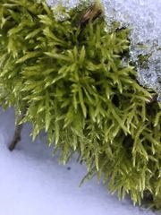 Brachythecium laetum