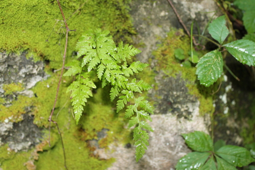 Image of Cystopteris tennesseensis by (c) Dominic, some rights reserved (CC BY)