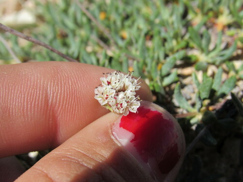 Image of Eriogonum panguicense by (c) Anders Hastings, some rights reserved (CC BY)