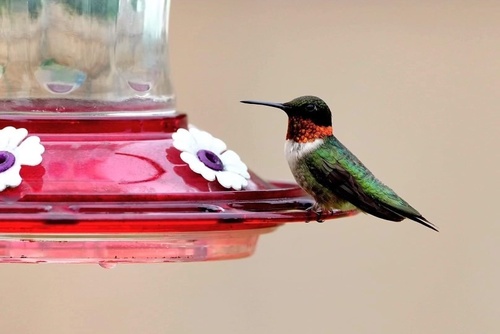 Ruby-throated Hummingbird photographed in Oklahoma