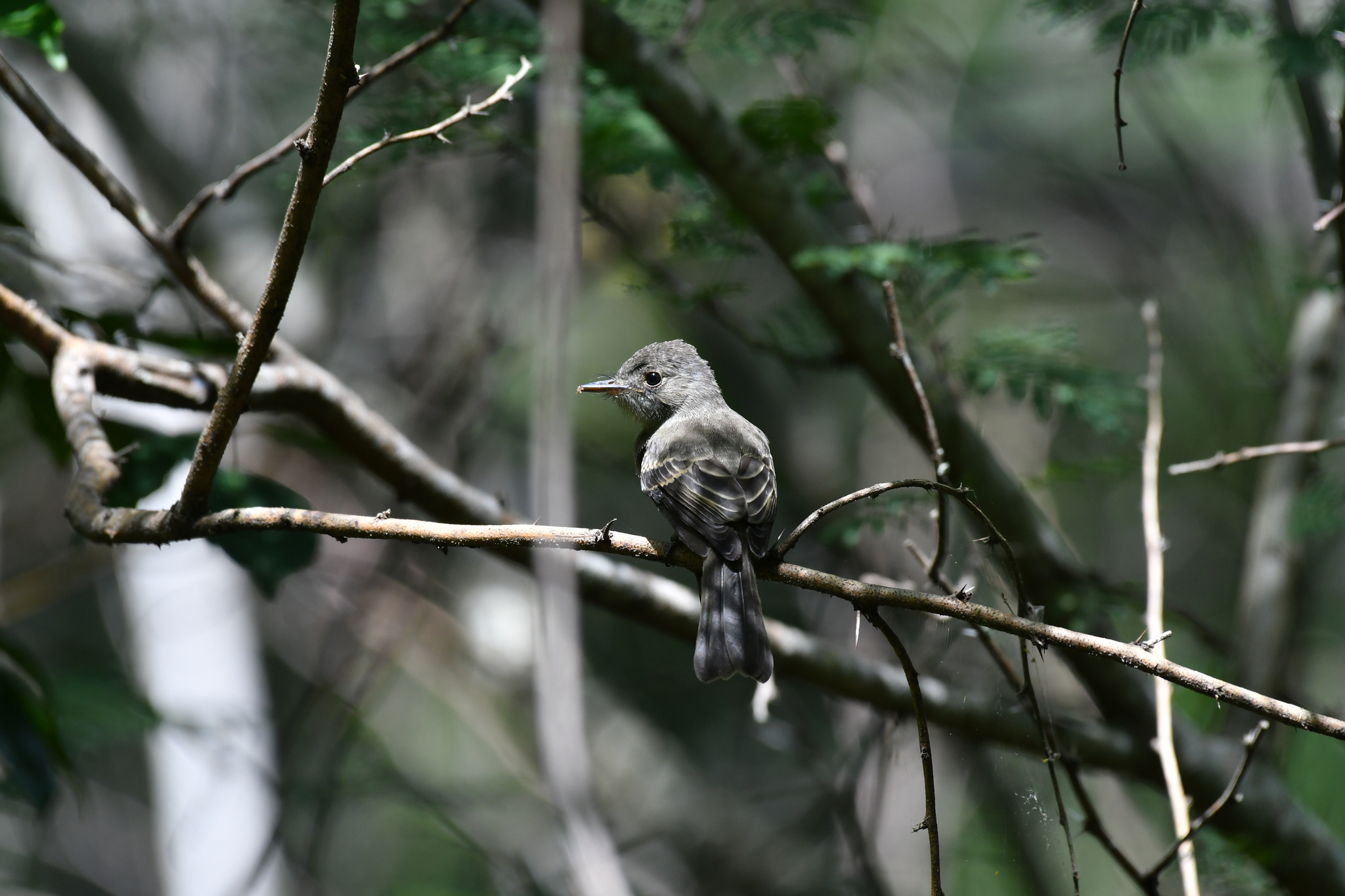 Hispaniolan Pewee illustration