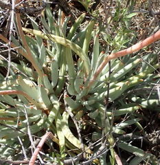 Cotyledon orbiculata dactylopsis