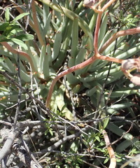 Cotyledon orbiculata dactylopsis