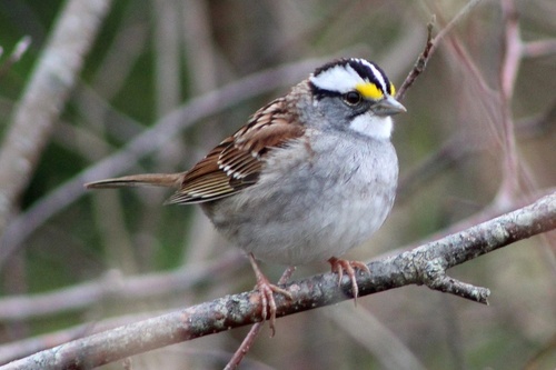 White-throated Sparrow