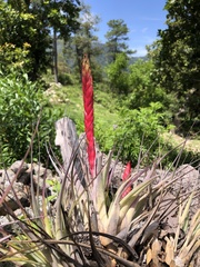 Tillandsia compressa