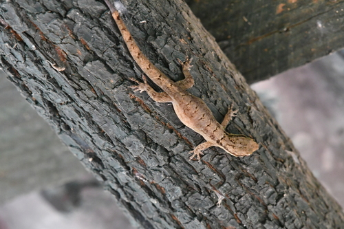 Hispaniolan Desert Croaking Gecko, Aristelliger expectatus