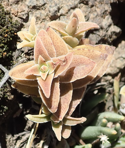 Crassula tabularis