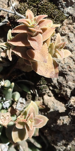 Crassula tabularis