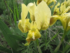 Iris scariosa