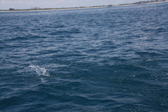 Cheilopogon
