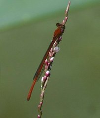 Ceriagrion glabrum