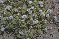 Gamocarpha selliana