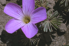 Oxalis adenophylla