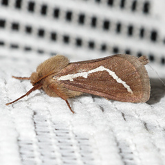 Eudalaca cretata