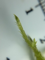 Brachythecium laetum