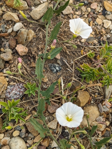 field bindweed